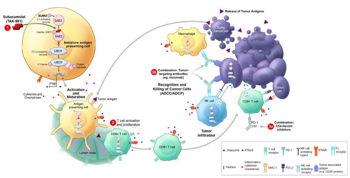 TAK-981 Mechanism of Action